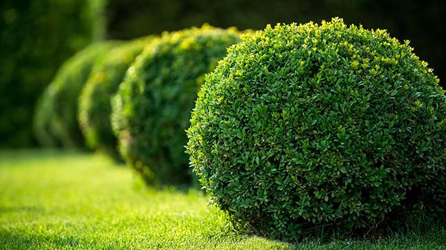 Tree & Shrub Care