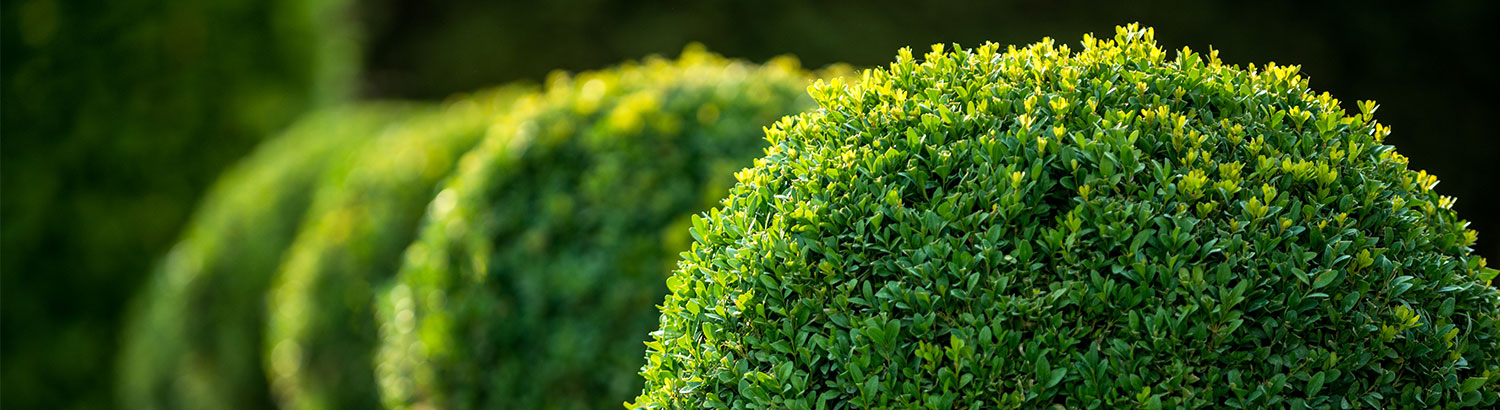 Trees & Shrub Prunning