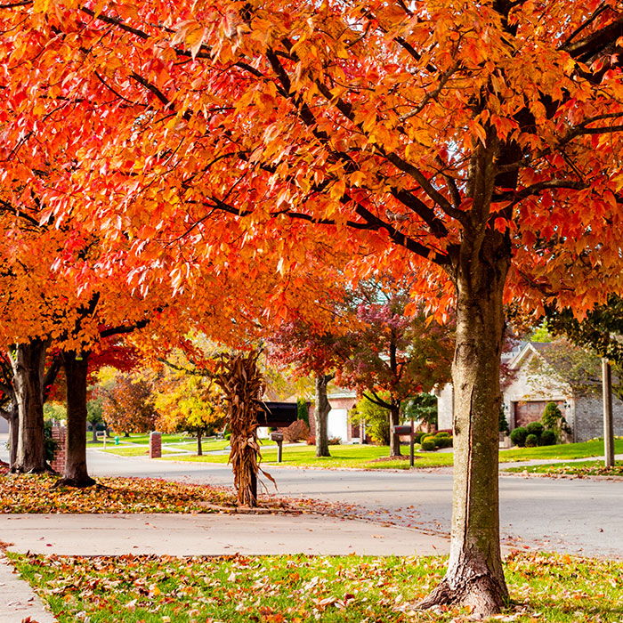 trees ready to receive a deep-root fertilizing treatment