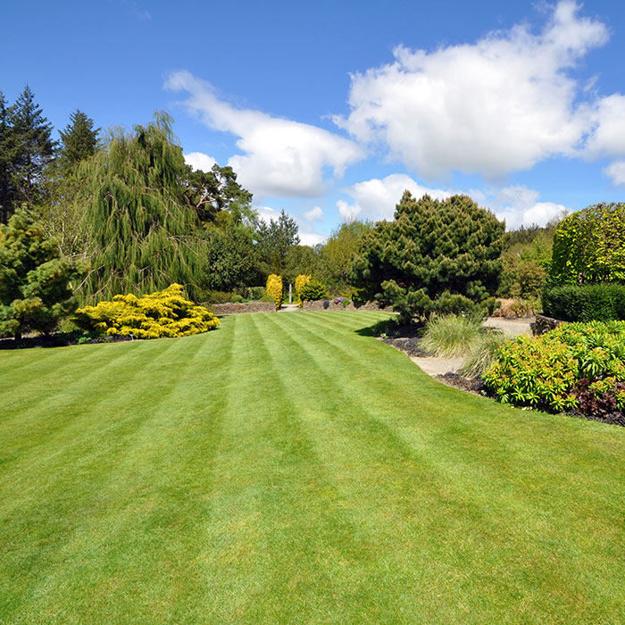 freshly mowed lawn