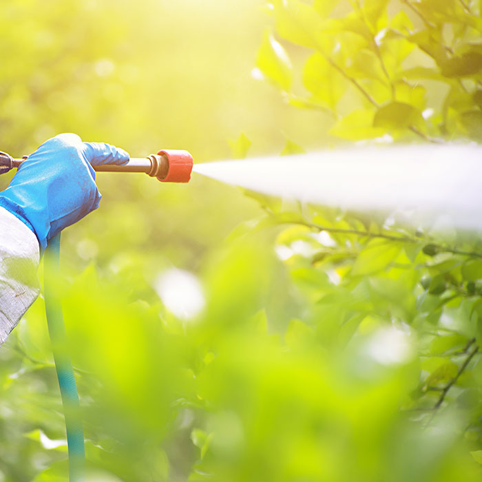 professional fertilizing trees