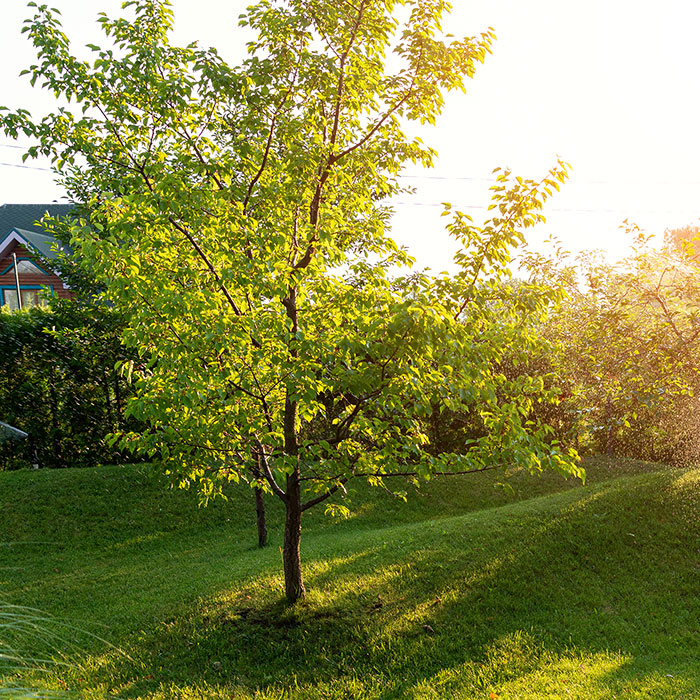 healthy tree in landscape