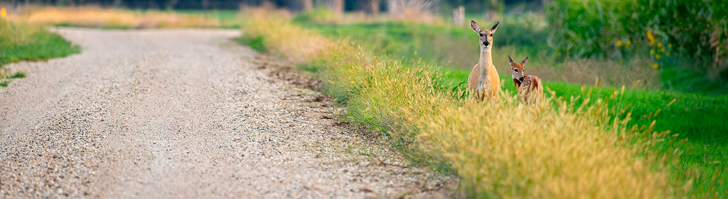 dirt road cleared of weeds and brush