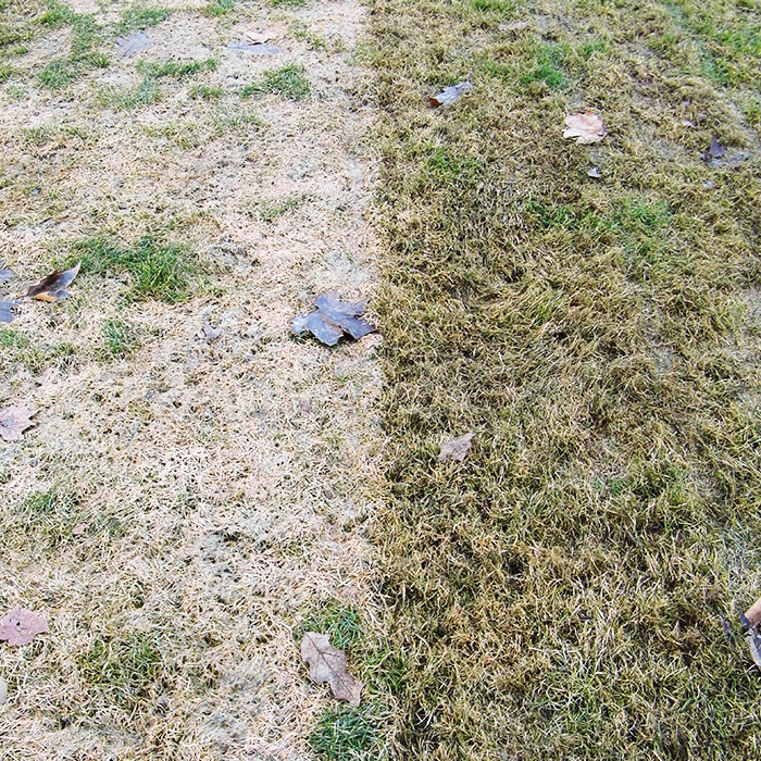 example of lawn with snow mold showing before and after power-raking treatment