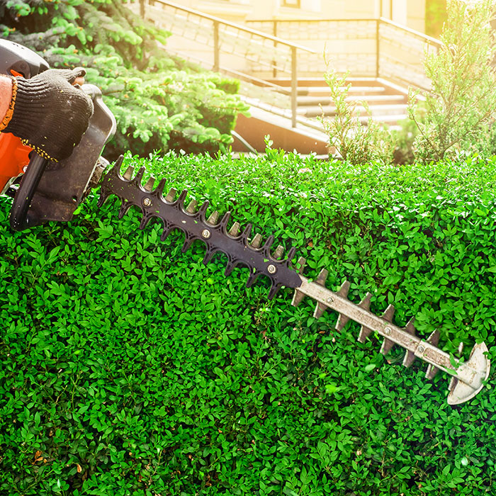 trimming boxwoods