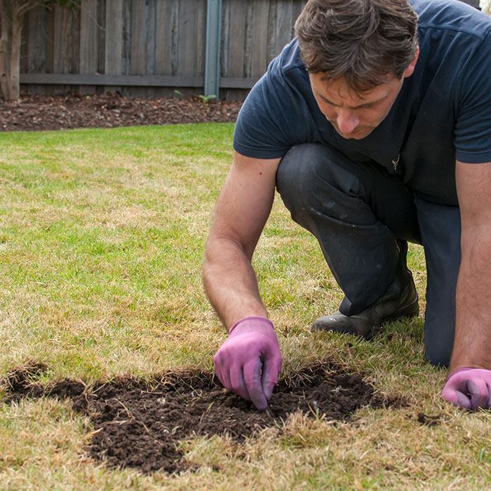 inspecting grass for insect damage