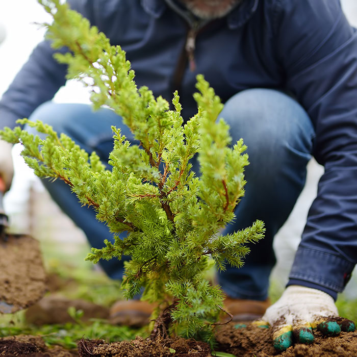 planting new plants in landscape