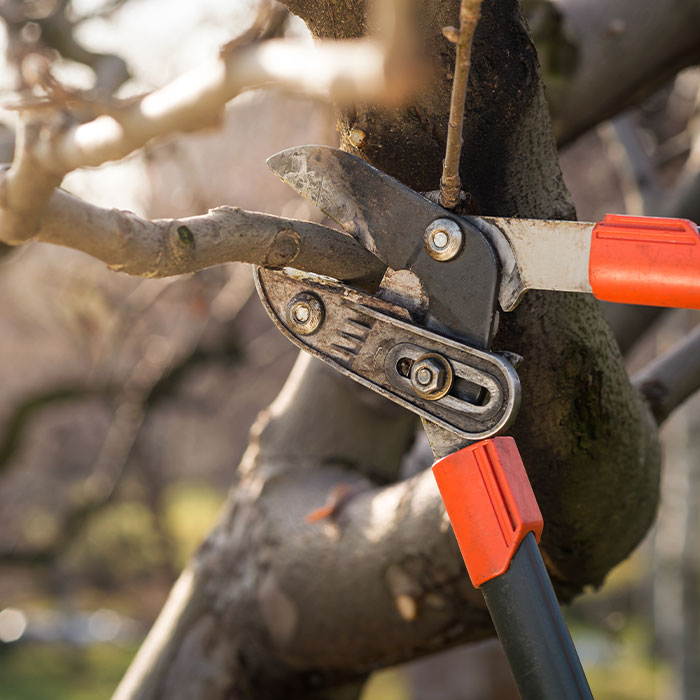 pruning tree branch