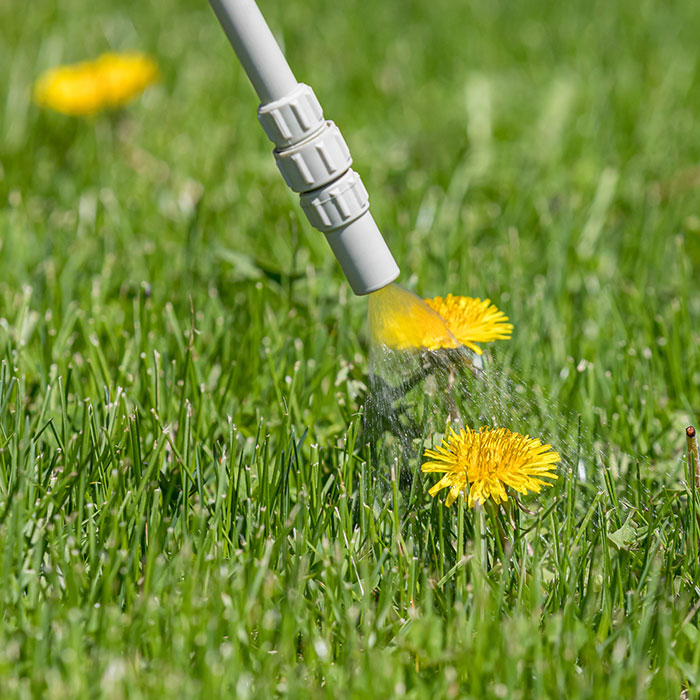 spraying dandelion weed in lawn